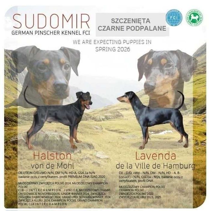 Pinczer Średni szczeniaczek