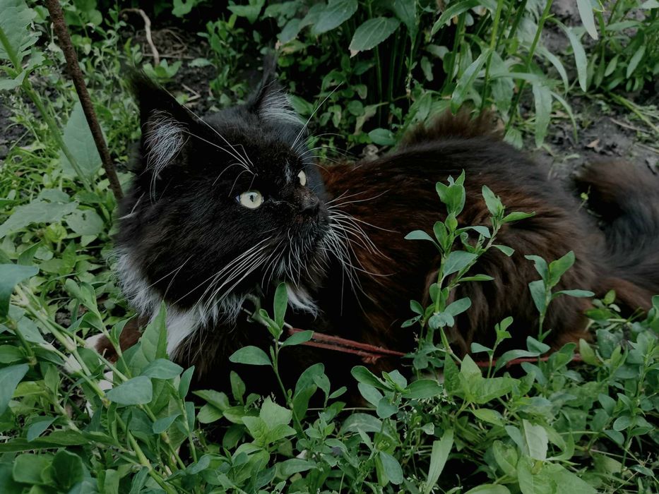 Красивый кот Мейн- кун с документами готов к встрече с невестой