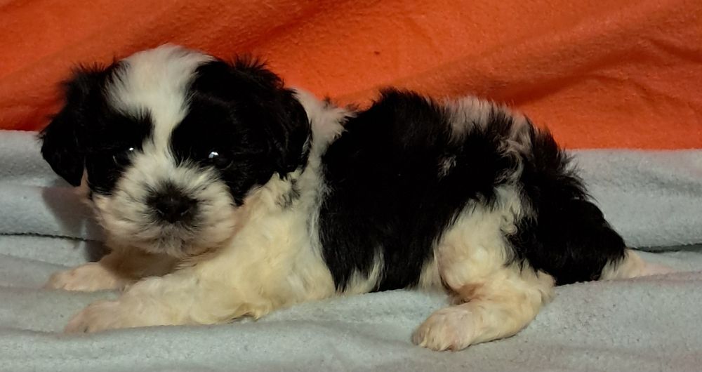 Shih Tzu miniatura