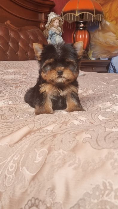 Розкішні міні гноміки