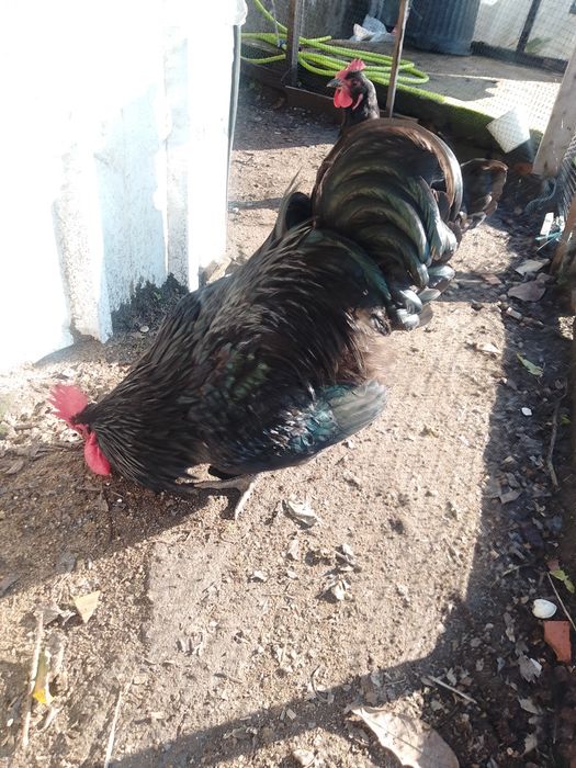 Ovos de Jersey gigante negro e azul