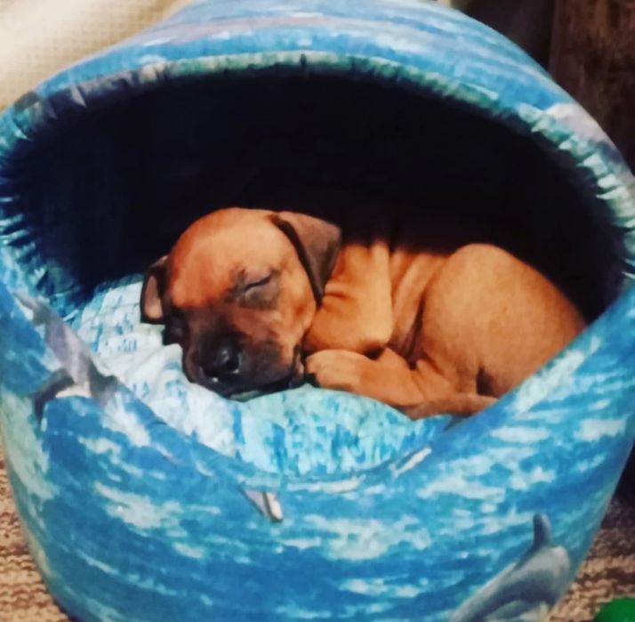 Стаффордширский терьер