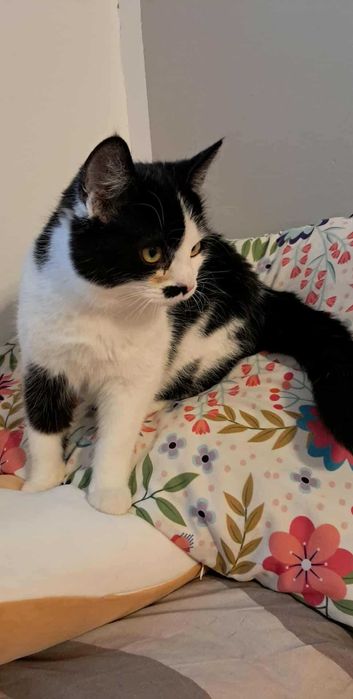 Mały słodziak kocurek FERRERO szuka domku!