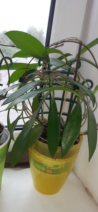 Хойи взрослые растения