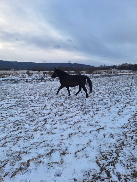 Sprzedam klacz konika polskiego