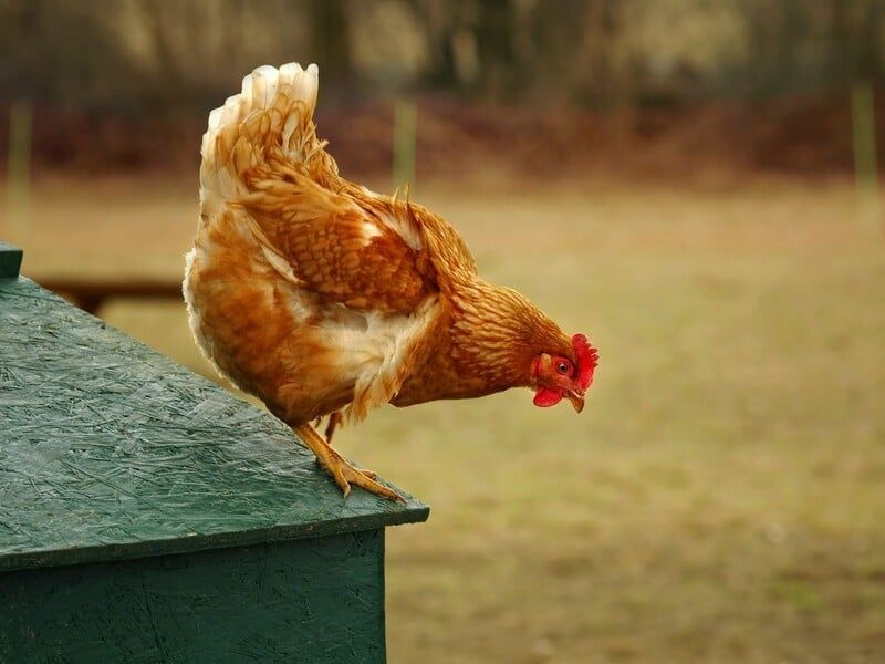 Олевськ! Кури несушки