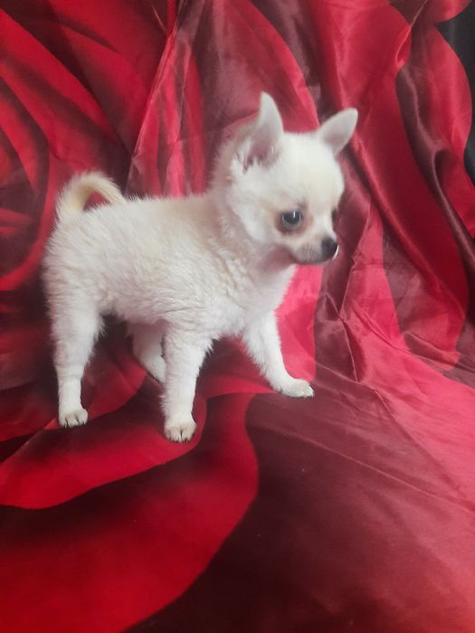 Карманная Собака-чихуахуа щенки  мальчики 3мес