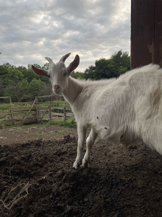 Чистокровний Зааненський козлик, козел