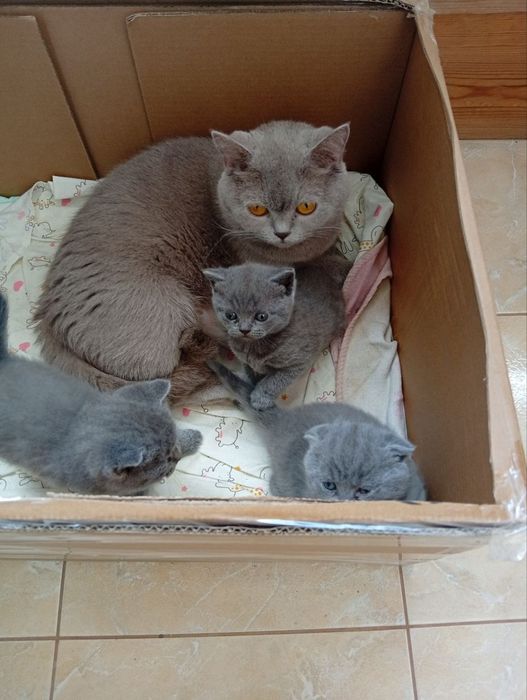Шотландські котенята