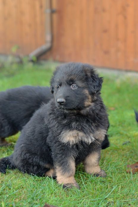 Owczarek niemiecki  długowłosy