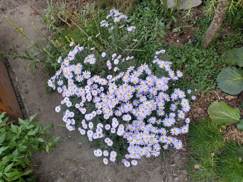 Rośliny. Nadwyżki ogrodowe.