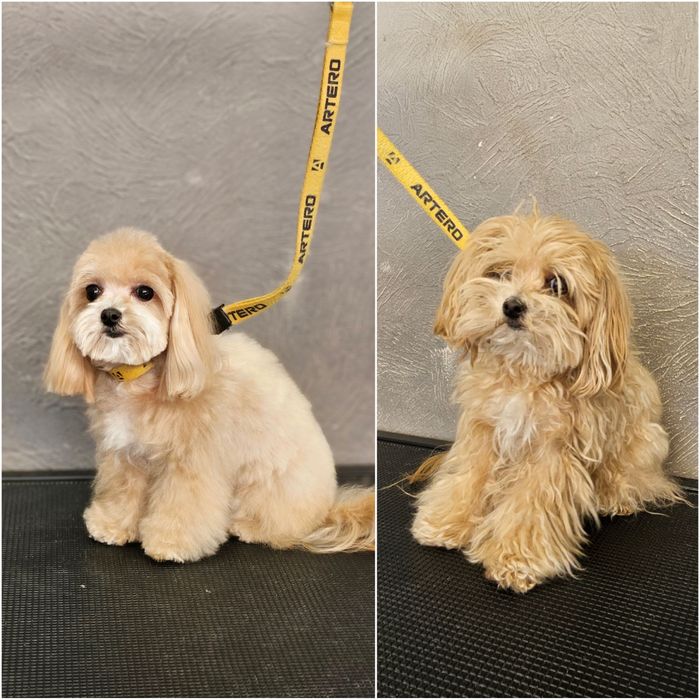 Модели на груминг