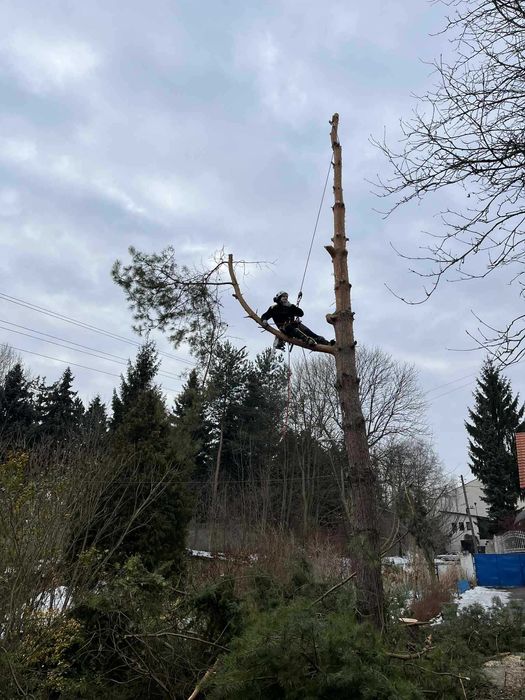 Wycinka drzew metodą alpinistyczną i tradycyjną.