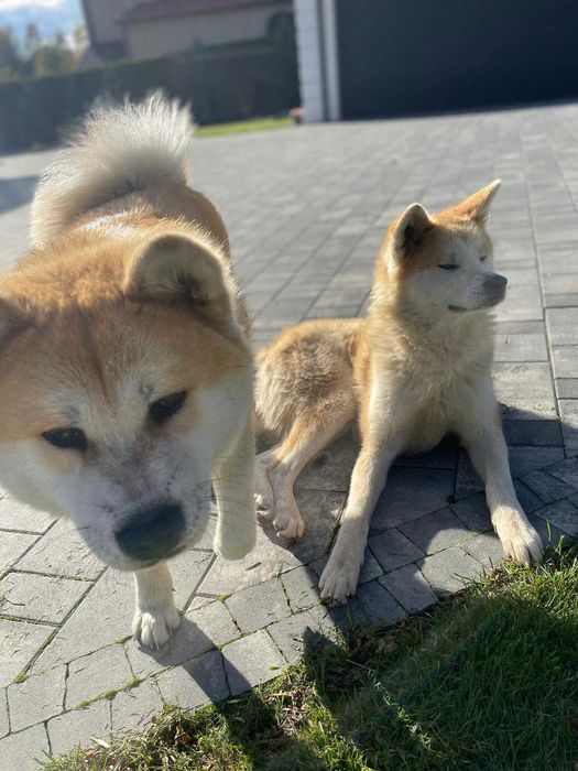 Akita inu szczeniak suczka