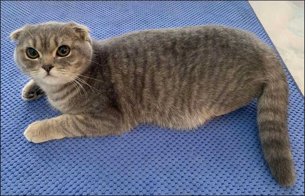 Гарненька висловуха дівчинка, м. Косів