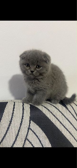 Scottish fold fantastico