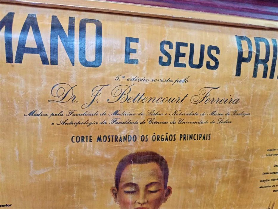 Mapa Corpo Humano Principais Orgãos