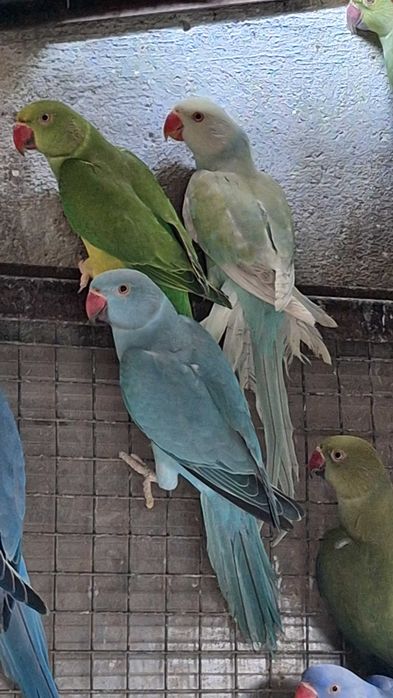 Várias mutações de ring necks 2026. Desde 80 euros