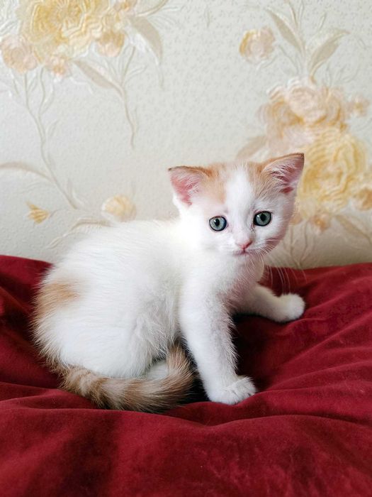 Кумедне кошеня Жучок шукає родину. Біло-рудий котик