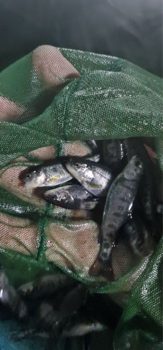 Форель Адаптована до наших умов можна вирощувати ставках