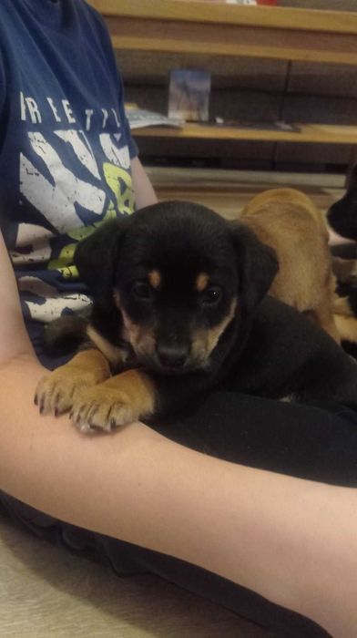 Oddam cudne pieski !