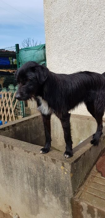 Cão Porte Médio (14kg) Para Adoção (Joca)