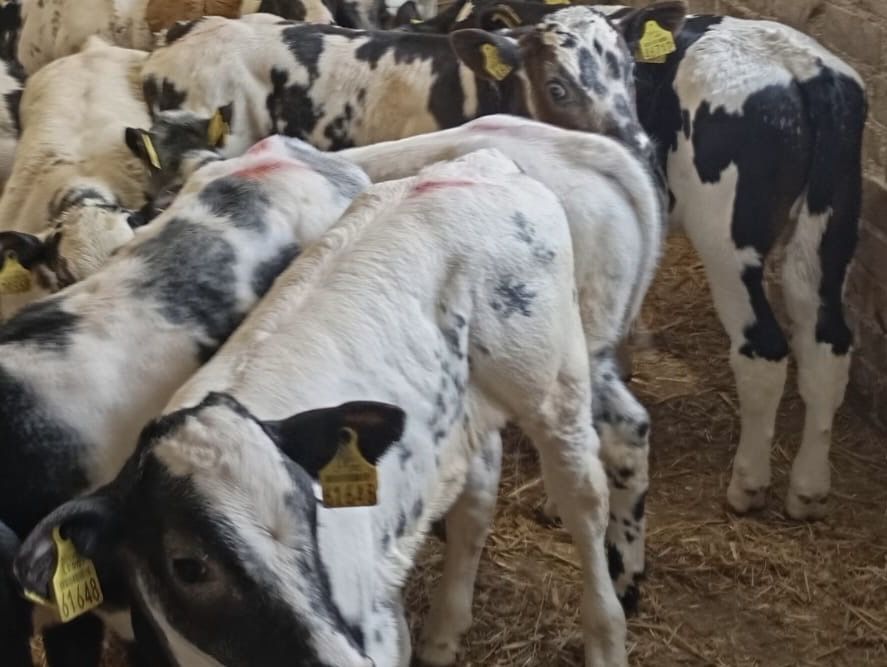 Byki miesne oraz jałówki