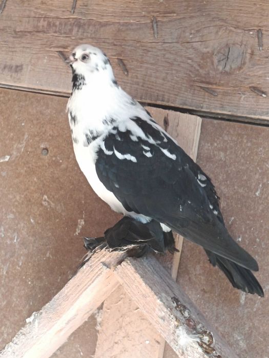 Sprzedam widyna samca