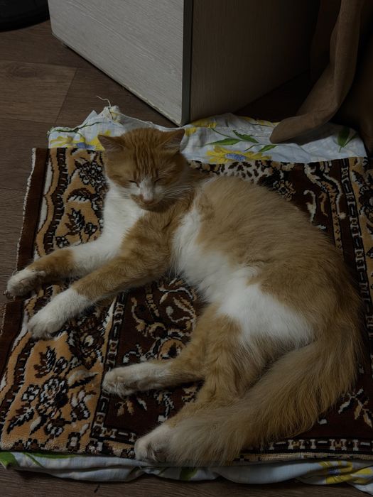 Бескоштовно , шукаемо нову родину котику!