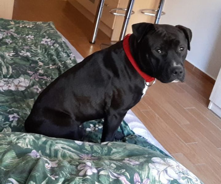 Amstaff do oddania za darmo