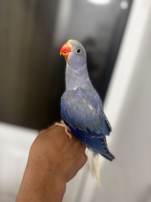 Ring Neck violeta turquesa cc  macho