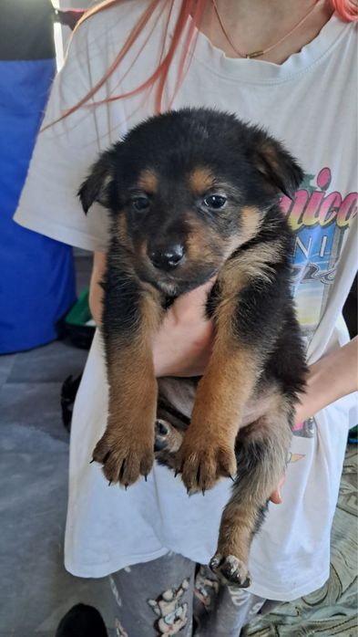 Безкоштовно песики