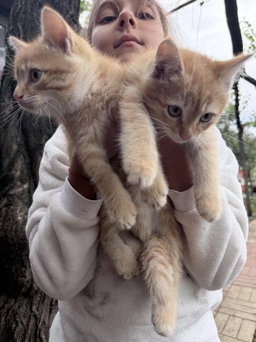 Котики бесплатно
