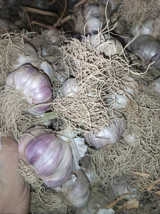 Sprzedam piękny czosnek harnaś gruby