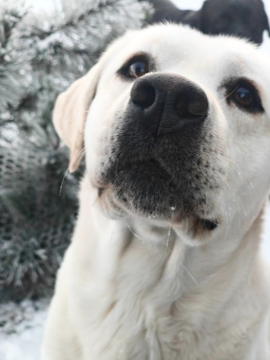 Labrador Retriever Piesek FCI
