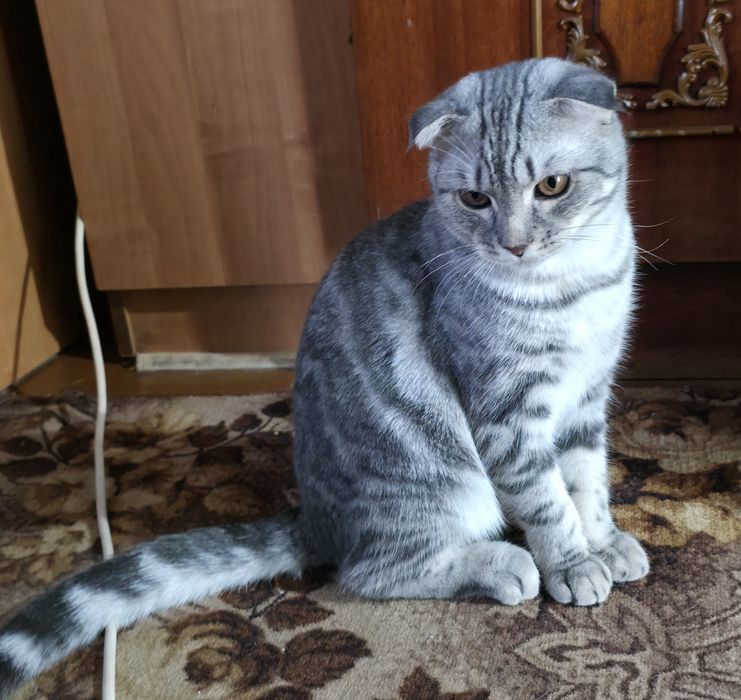 Суперовий Шотландський котик