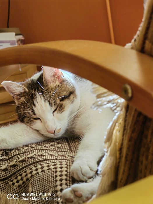 Oddam  urocza kotkę