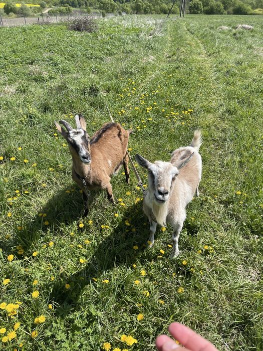 Продається дуже добра ,ще дійна безрога ,кітна коза