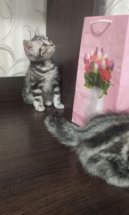 Мармурові кошенята