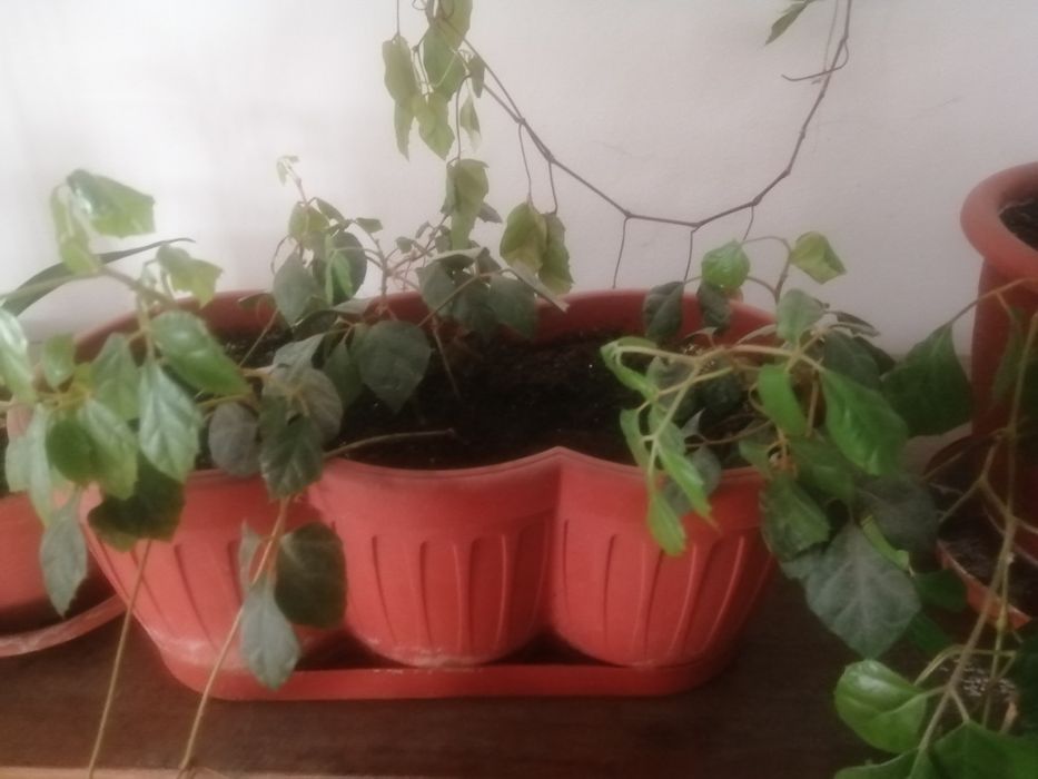 Кімнатні рослини різноманітні.