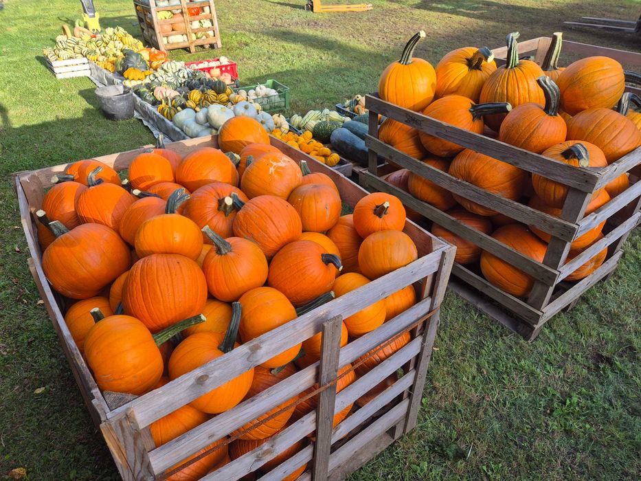 Dynie Halloween Jadalne Ozdobne Duży wybór