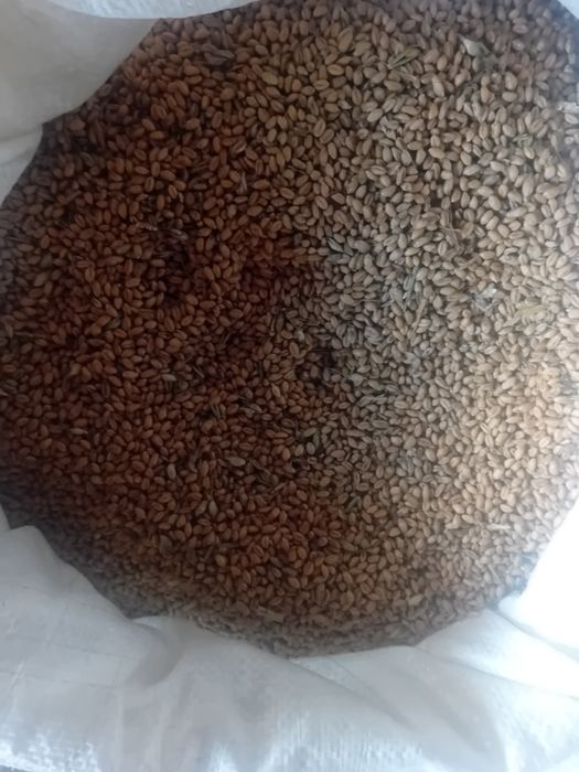 Sprzedam zboże pszenica pszenżyto