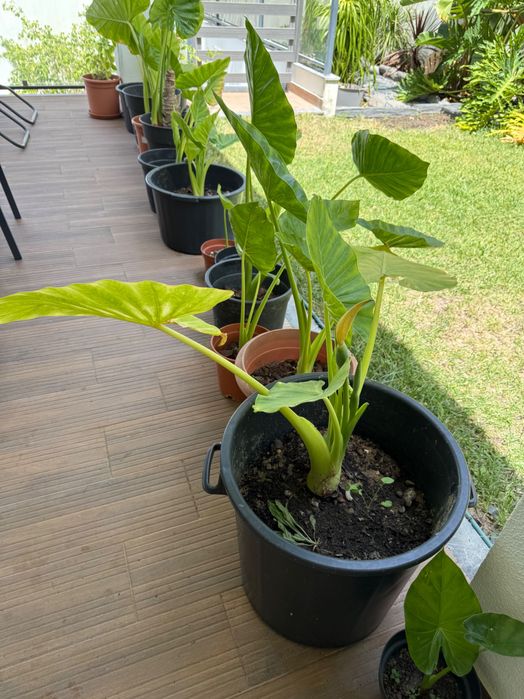 Plantas alocasia macrorrhiza