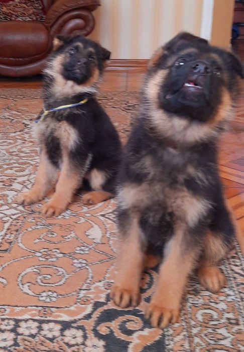 Класна німецька вівчарка