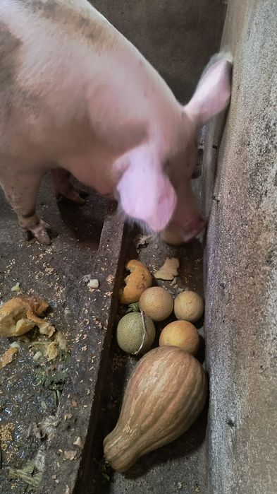 Porca malhada caseira