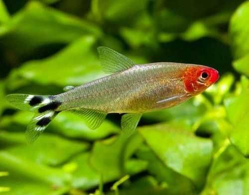 GB Rodostomus, Zwinnik Blehera | Pakiet 100+ szt. - dowóz ryb!