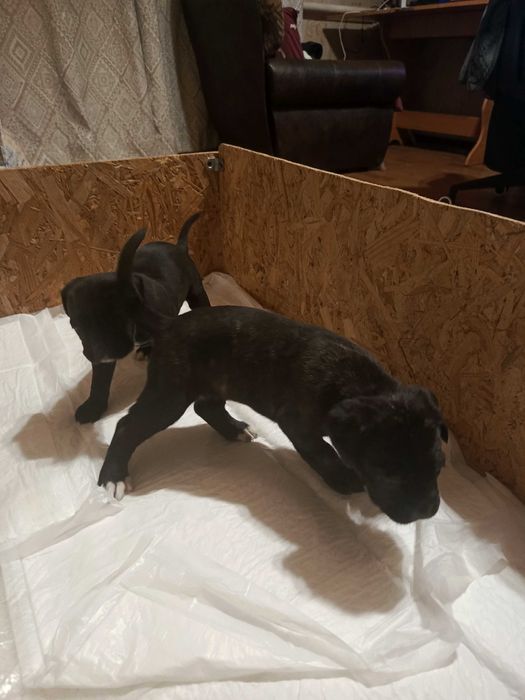 Щенки кане-корсо