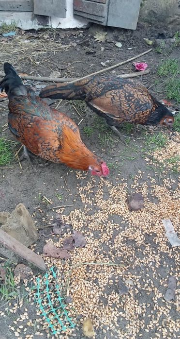 Oddam Sebrytke koguta