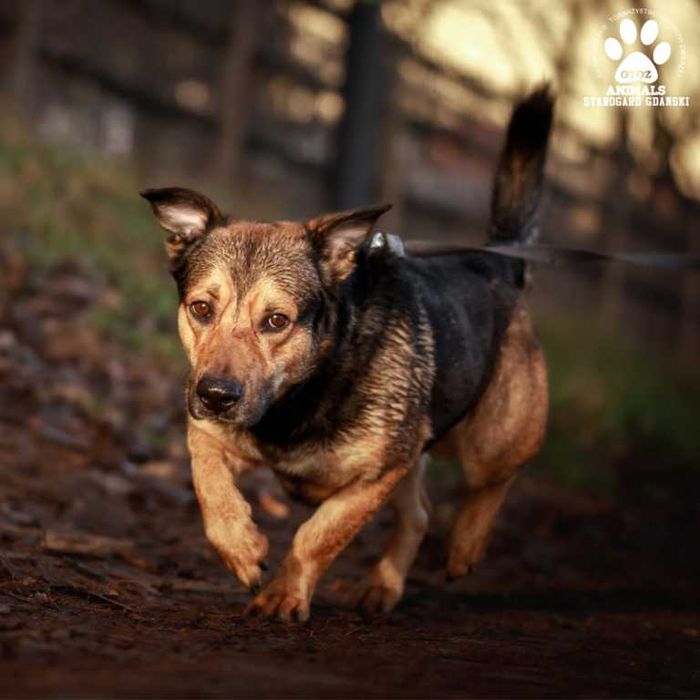 Kochany pies Pawełek do adopcji!