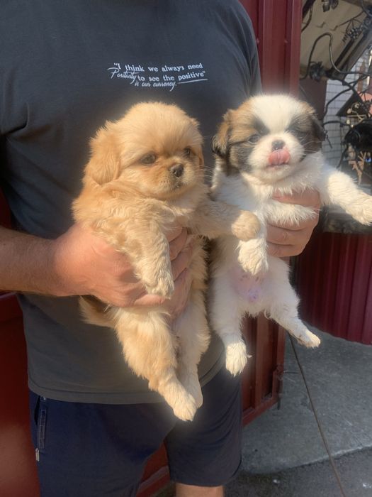 Продам цуценят Пекінесиків